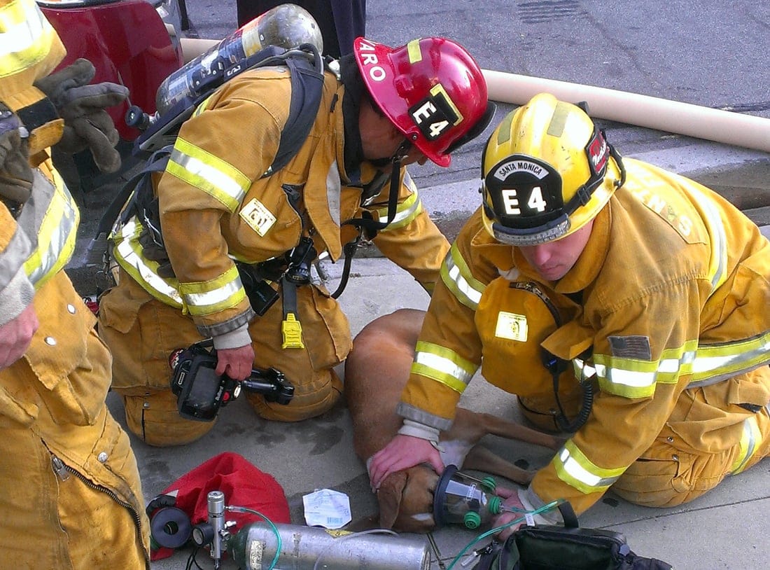 Santa Monica fire fighters revive Stella, a boxer, on Saturday using a specially designed mask made specifically for dogs.  (Photo courtesy Santa Monica Fire Department)