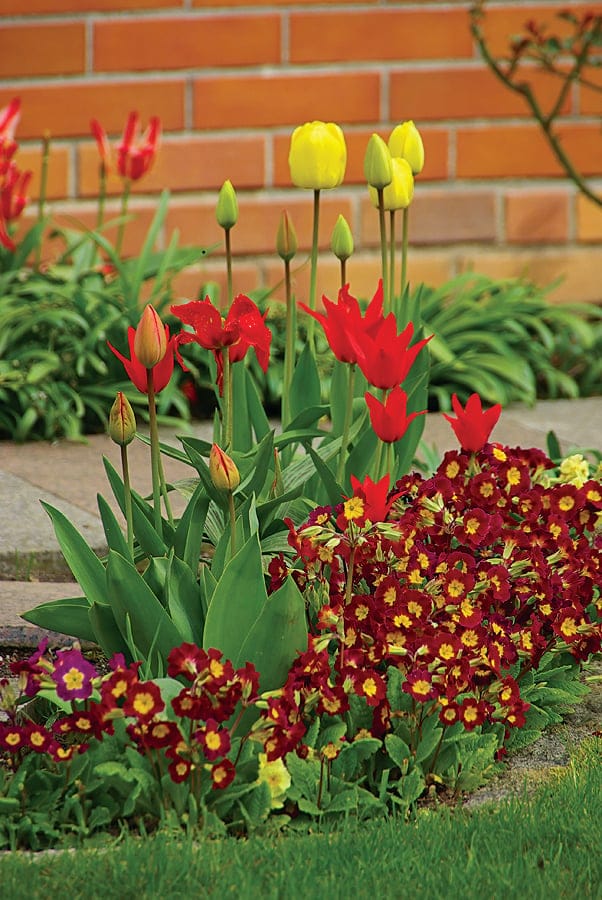 Many of spring's exquisite flowers, like these tulips and primrose, are actually planted in the fall. (Getty Images/Armstrong Garden Centers)