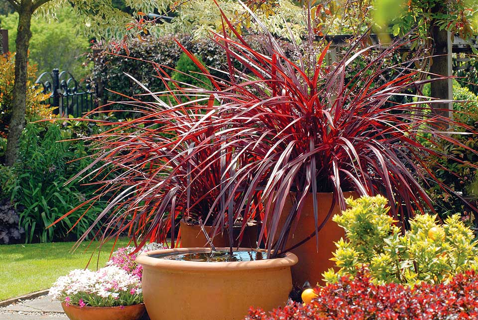 BOOM! Cordyline festival grass is a good choice to add some pop to any landscape. (Photo courtesy Armstrong Garden Centers)