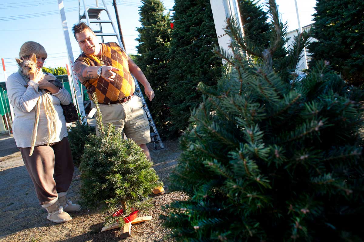 LOOKING: Barney Hernandez (right) and his wife Sandy search for a Christmas tree. (File photo)