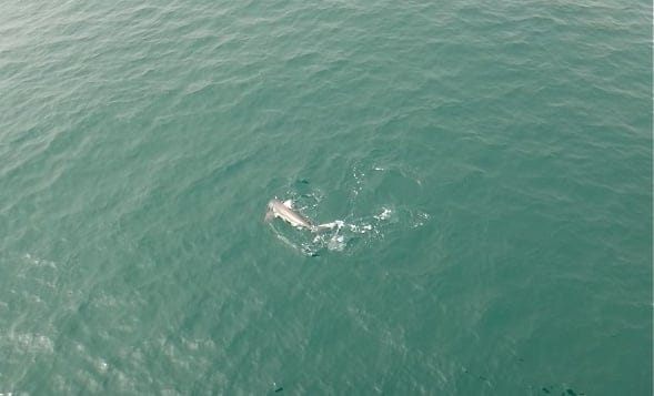 A baby great white, measuring around 5 to 6 feet. (Photo courtesy Pete Thomas)