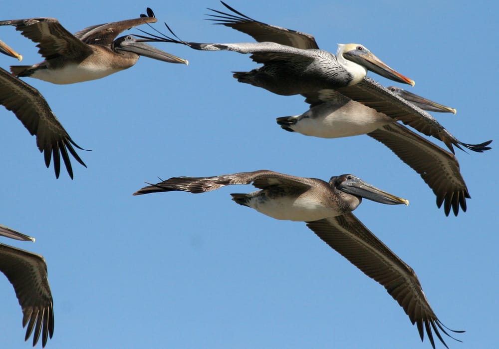 Brown Pelicans, flying