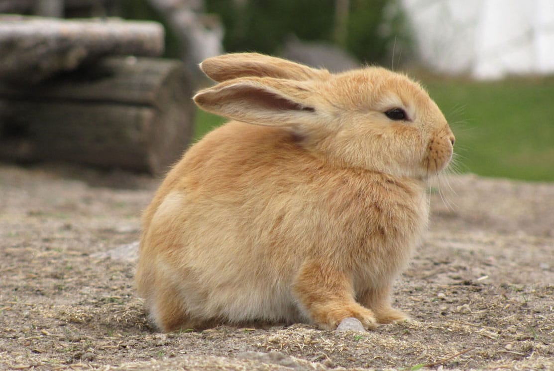 (Photo courtesy Wikipedia)