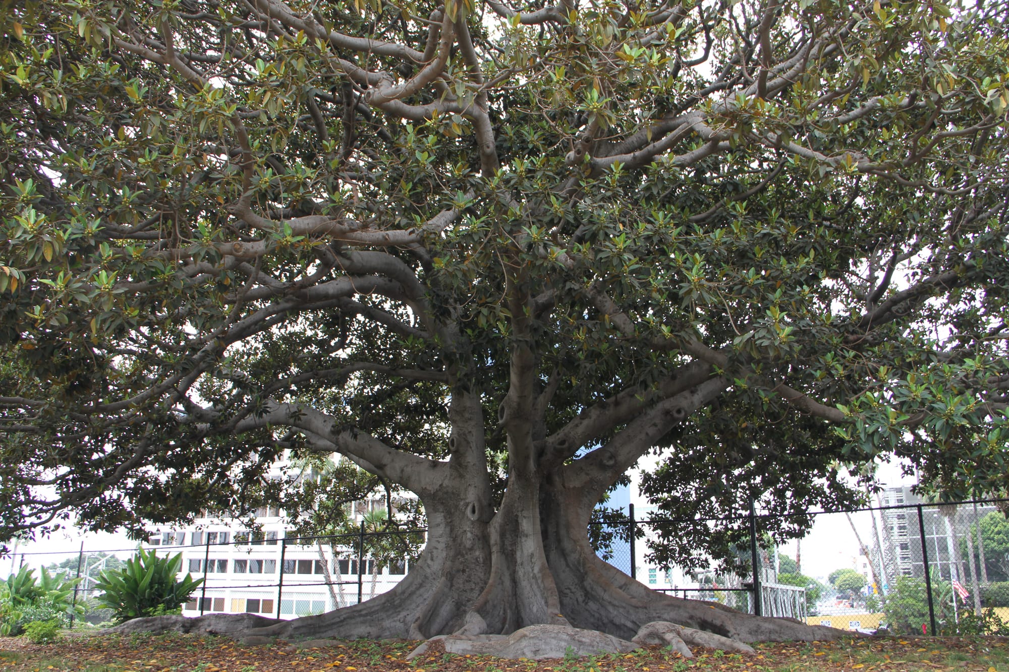 Say hello to Morty, the century-old fig tree. 