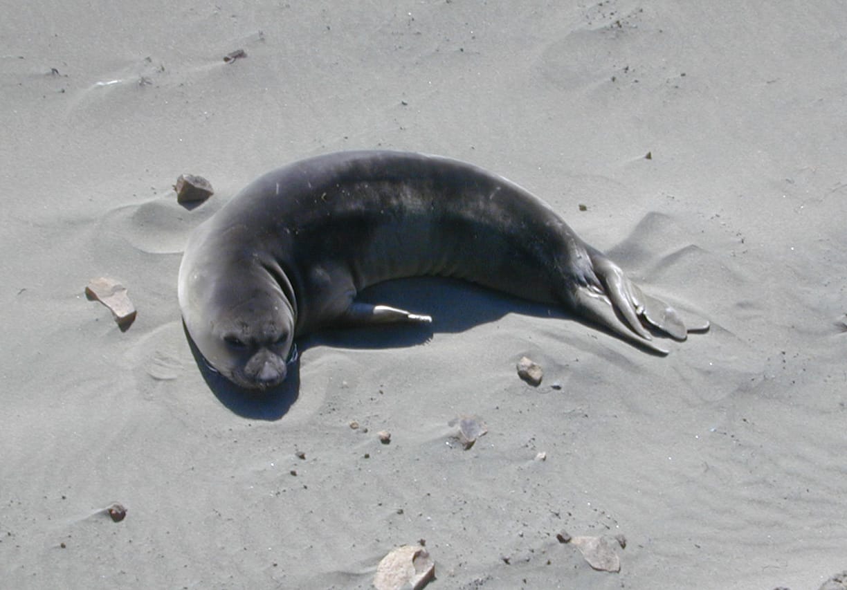 Photo courtesy Wikipedia