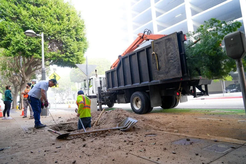 2- Tree Pruning and planting