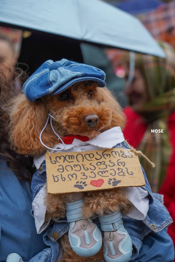 No to genocide of homeless animals