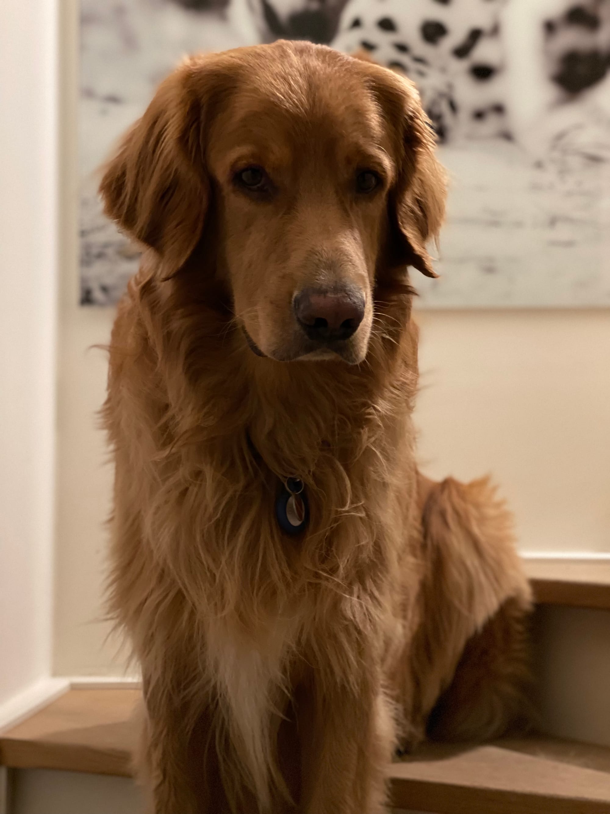 Henry, a blond Hovawart, sitting on the bend of the stairs, looking at you with an intent gaze