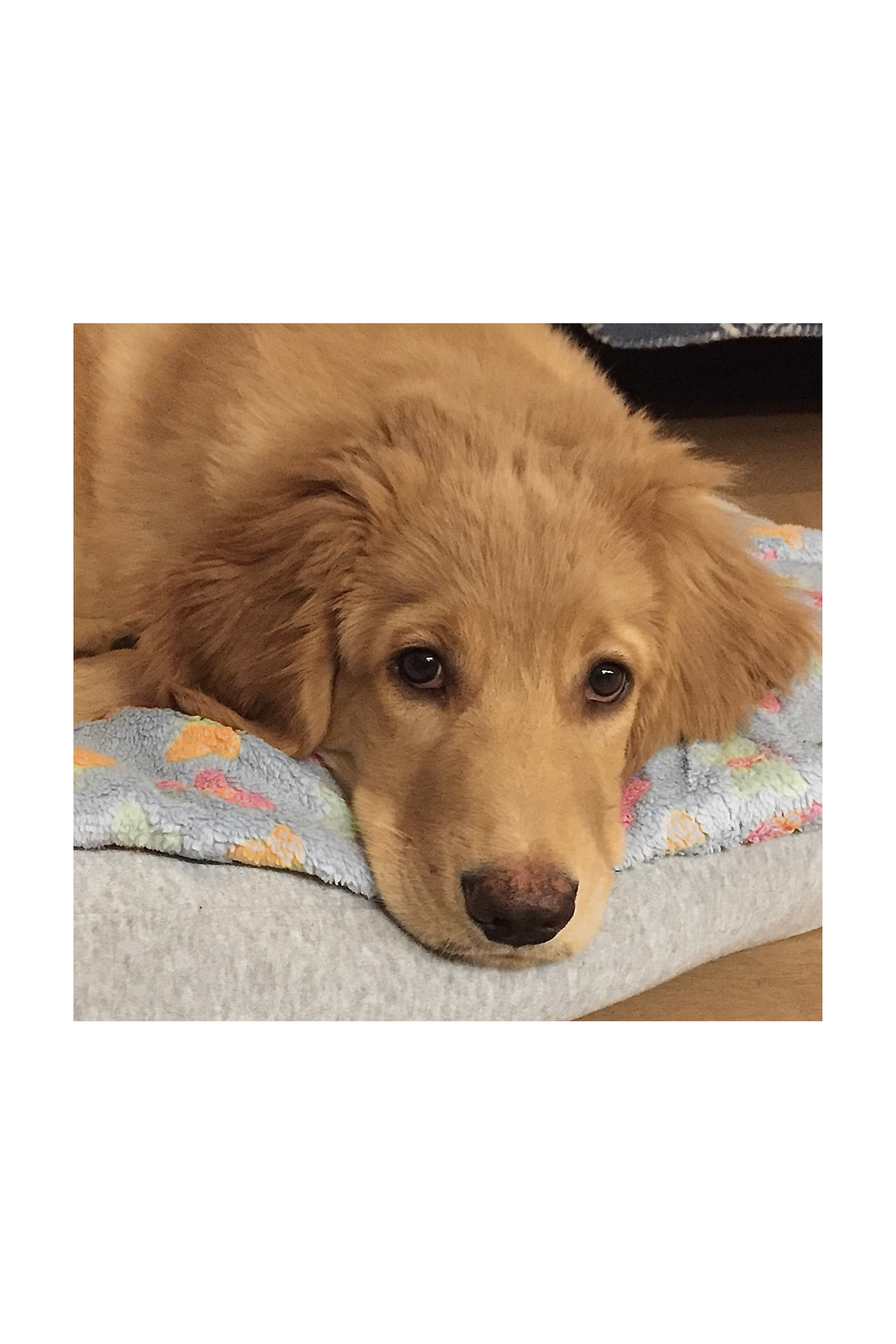 Little blond Hovawart puppy, Henry Stardust on his bed on the floor, observing as always.