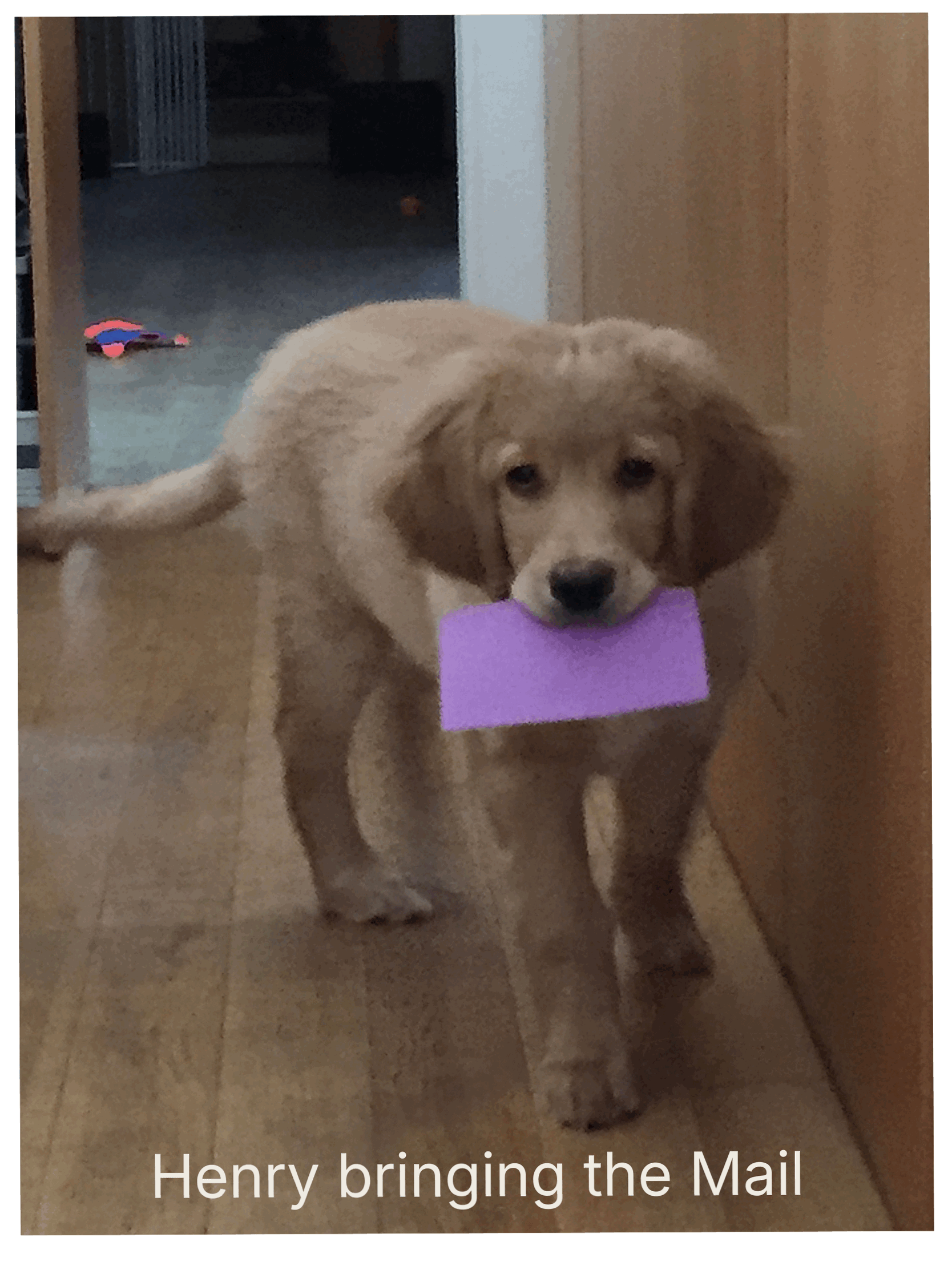 Henry, the small blond Hovawart puppy bringing the mail, a purple envelope, like that has always been been its’ job.