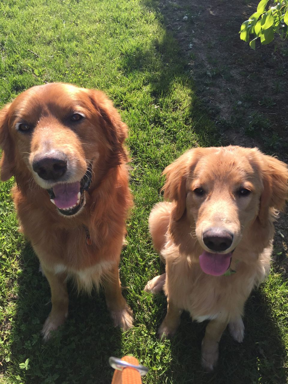Henry Stardust and his sibling, two blond Hovawarts, always communicatiing, always sending as well as receiving. 