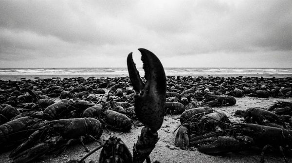 You banned OpenClaw. Now make it your training program for agentic AI.