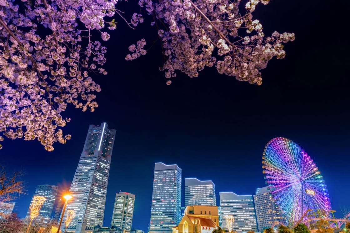 Cherry blossom and the Minato Mirai skyline at night