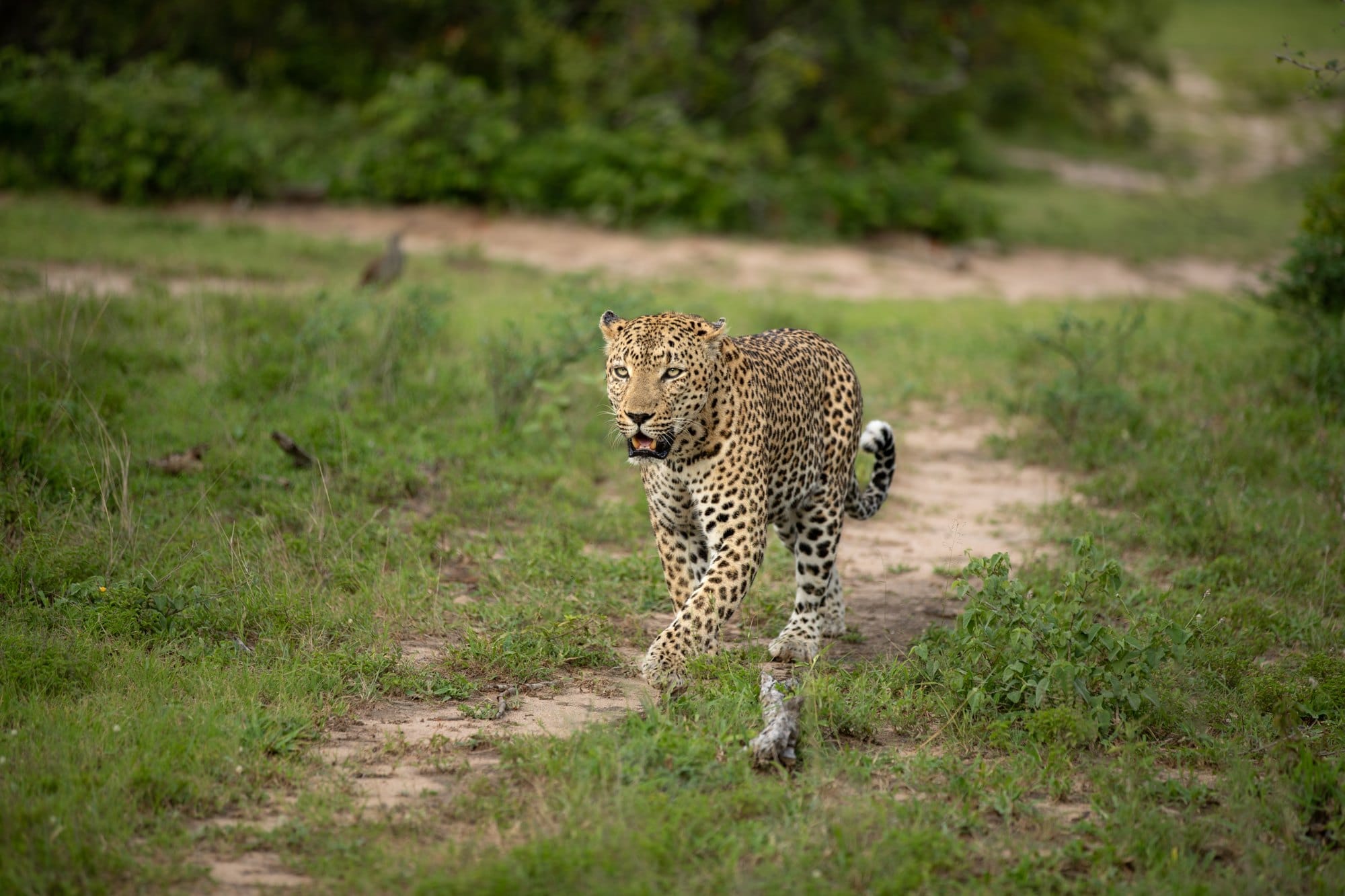 A male leopard, Panthera pardus, walks along a path, looking to its side