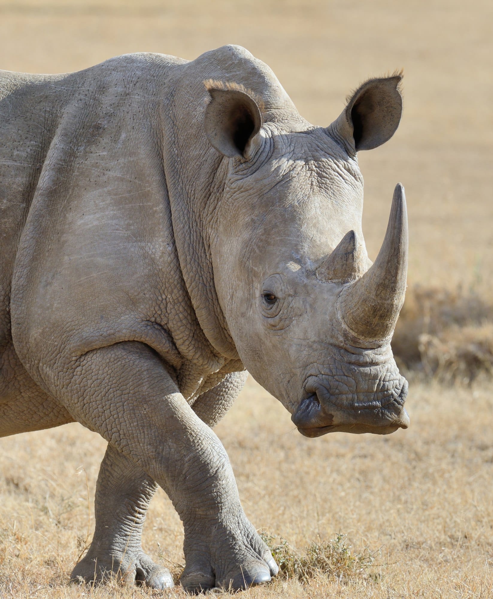 Rhino