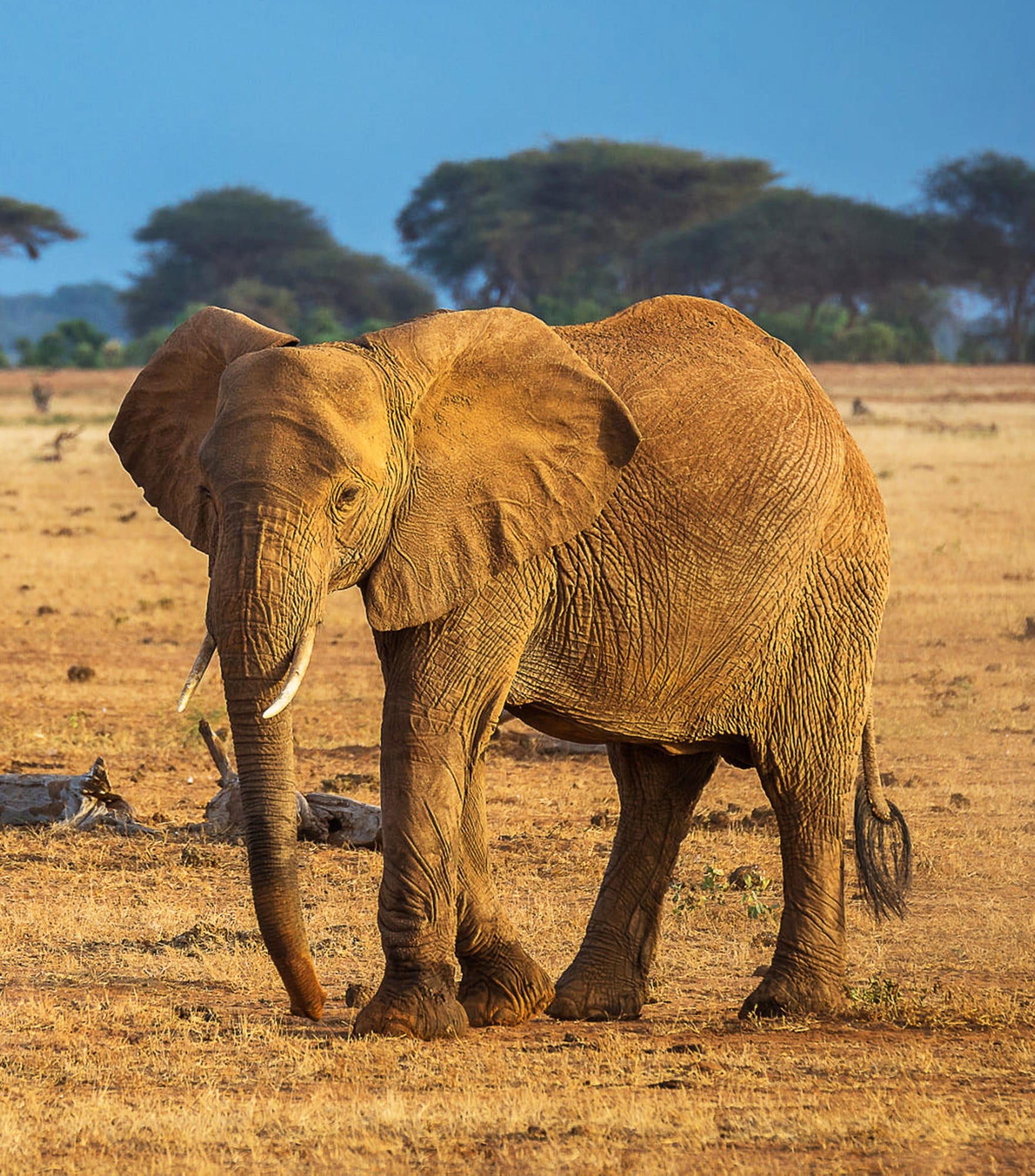 Elephant Walks Across Dry Grassland on Sunny Day