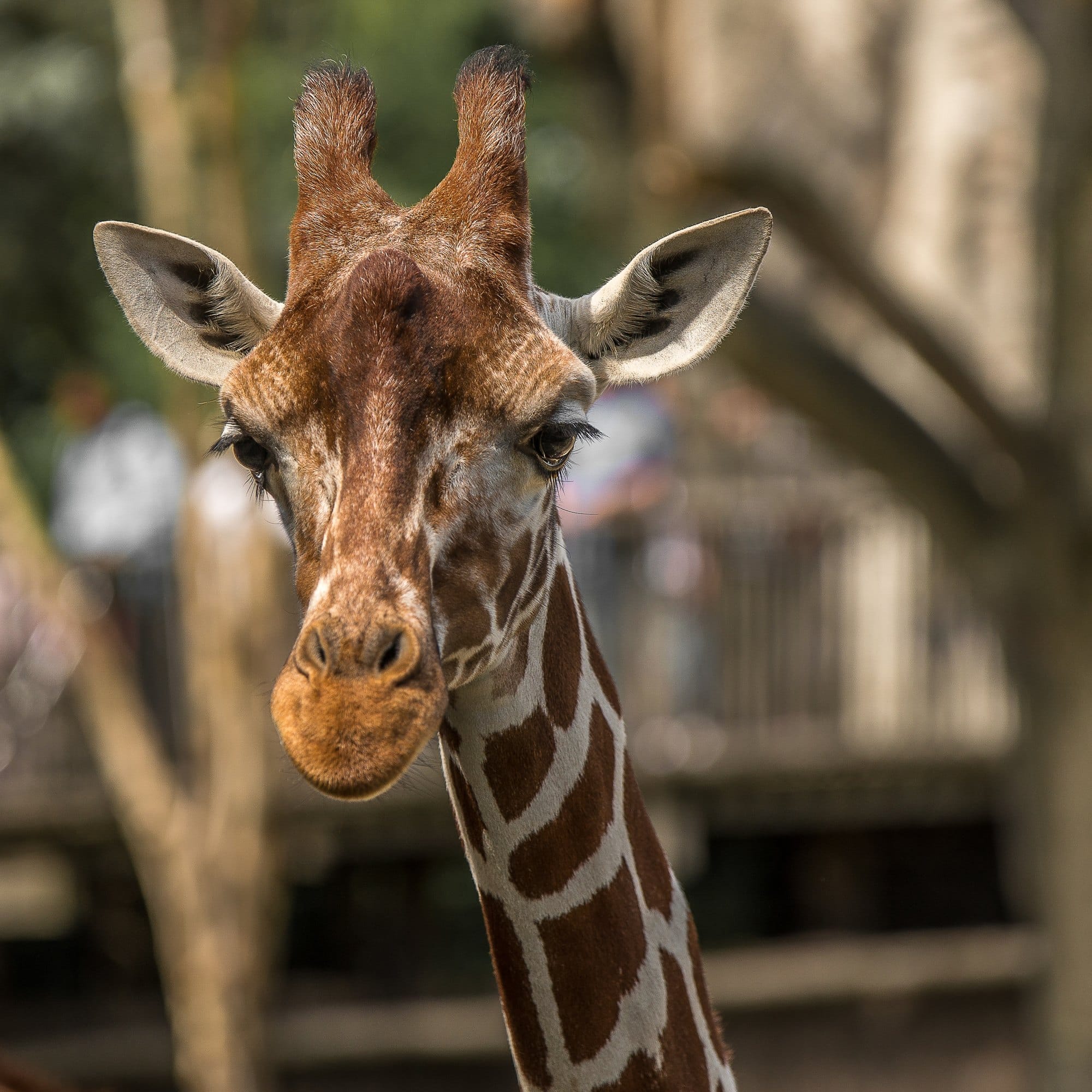 Portrait of a Giraffe, Close-Up in Natural Setting