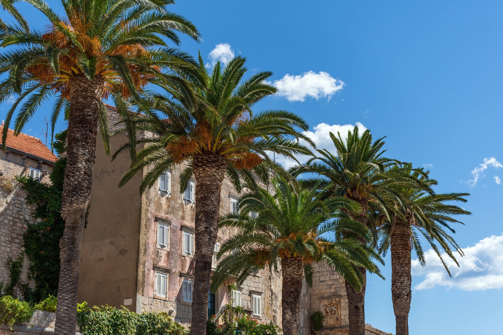 Tall lush palm trees in front of historical stone buildings in Korcula town, Croatia