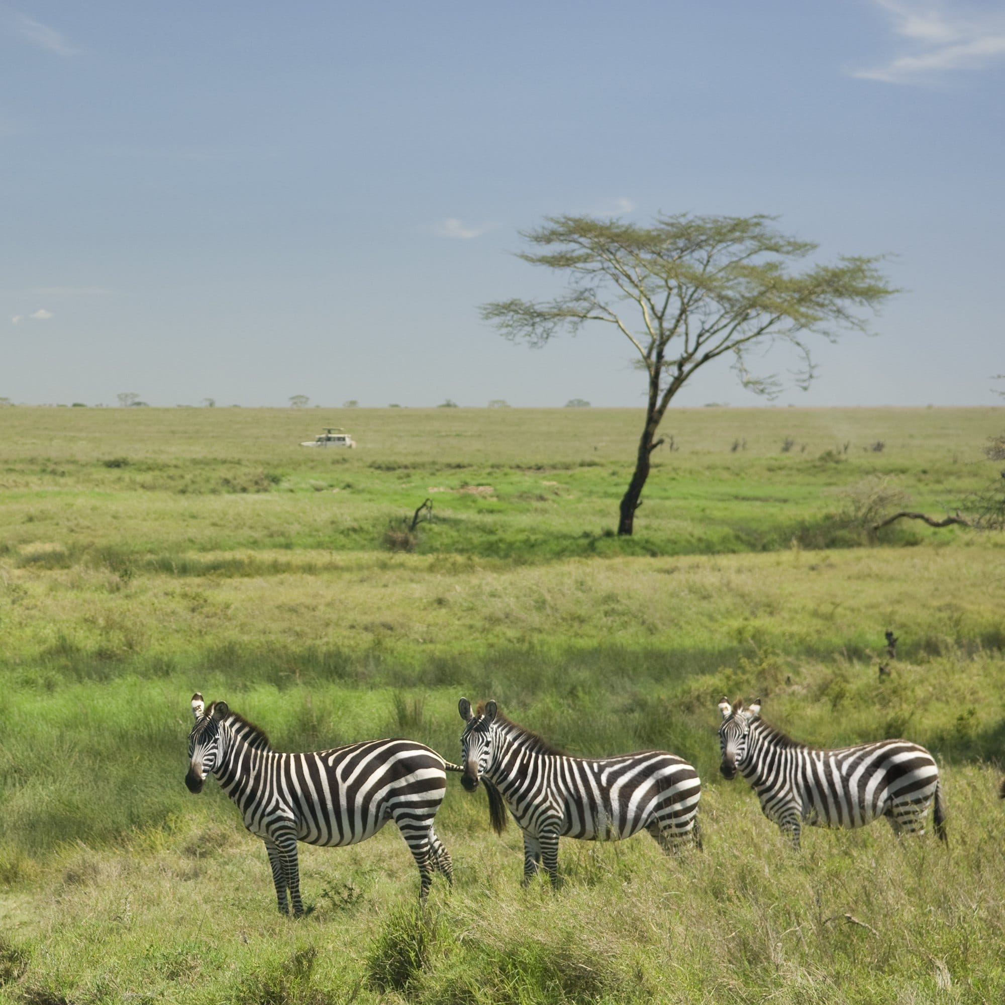 Zebras Standing Tall in a Verdant Field