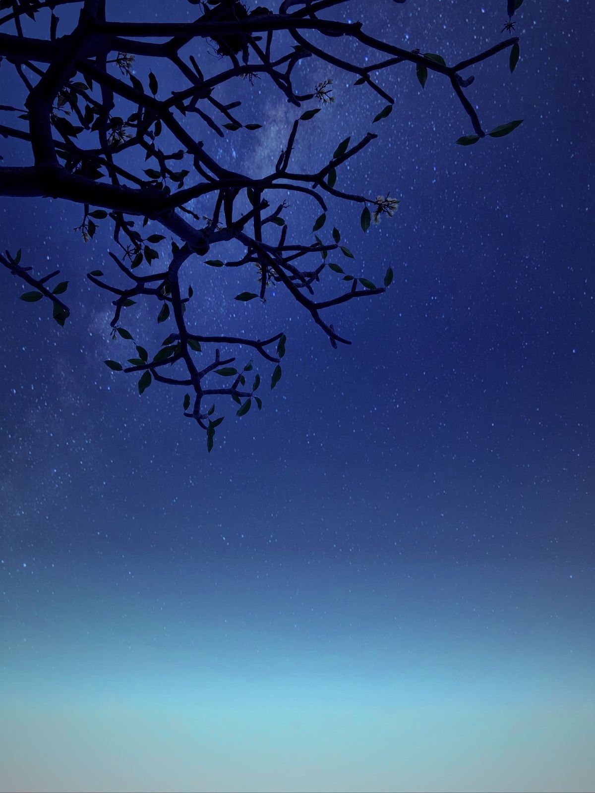 Tree Silhouetted Against Starry Night Sky Beauty