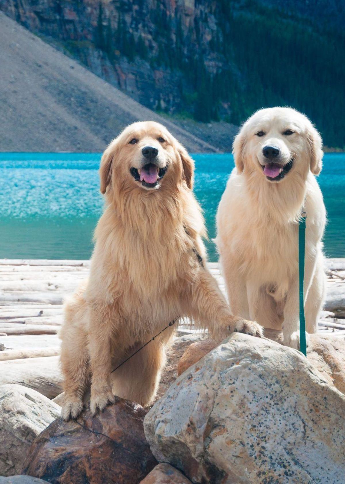 Best Double Dog Leashes