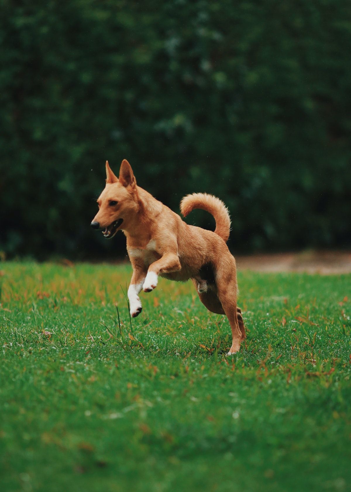 Ultrasonic Dog Bar Deterrent