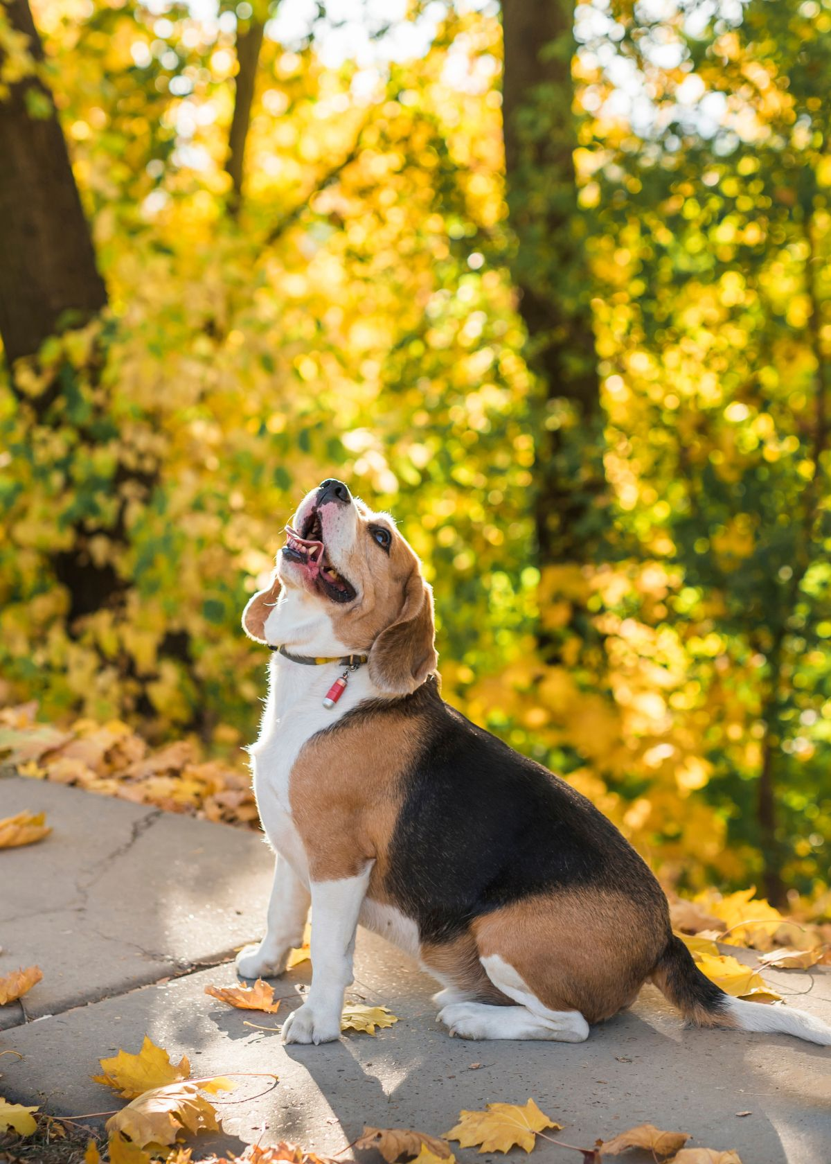 Best Dog Tracker Chip