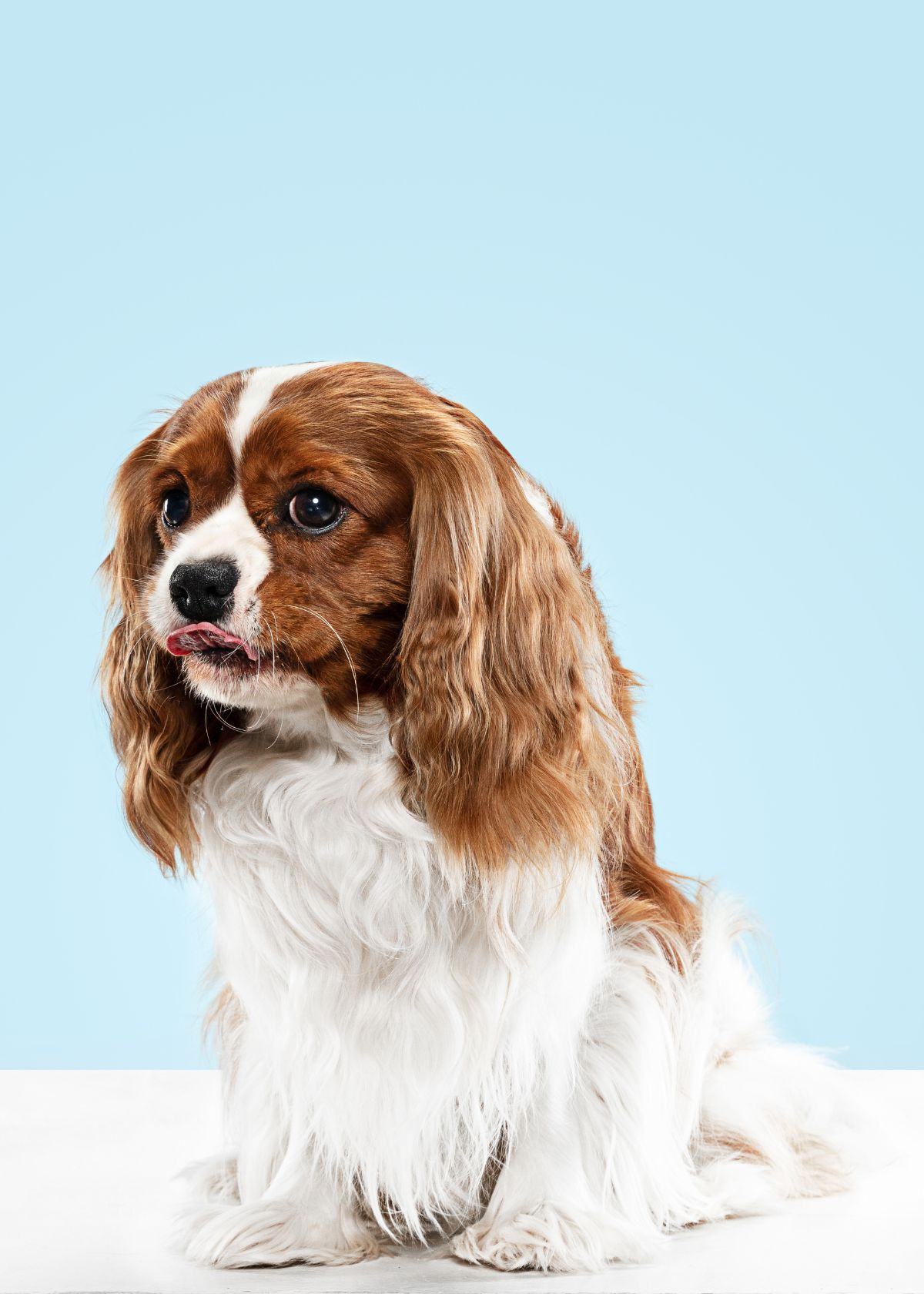 Best Sport Dog E-Collar
