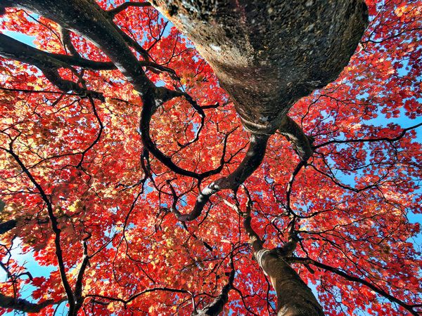 Japanese Maple 
