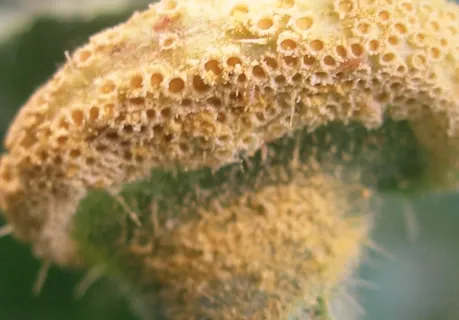 Rust fungus image