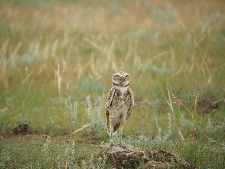 Making the World a Wilder Place: The Calgary Zoo/Wilder Institute