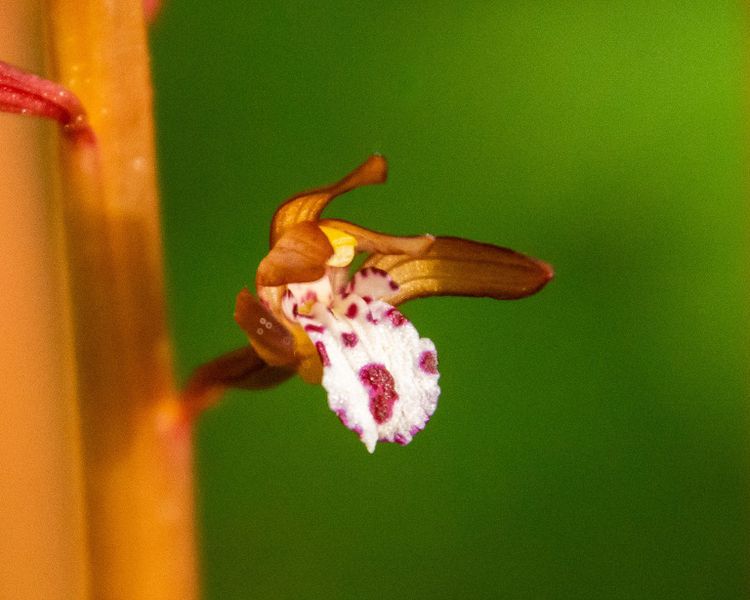 Orchids of Western Canada