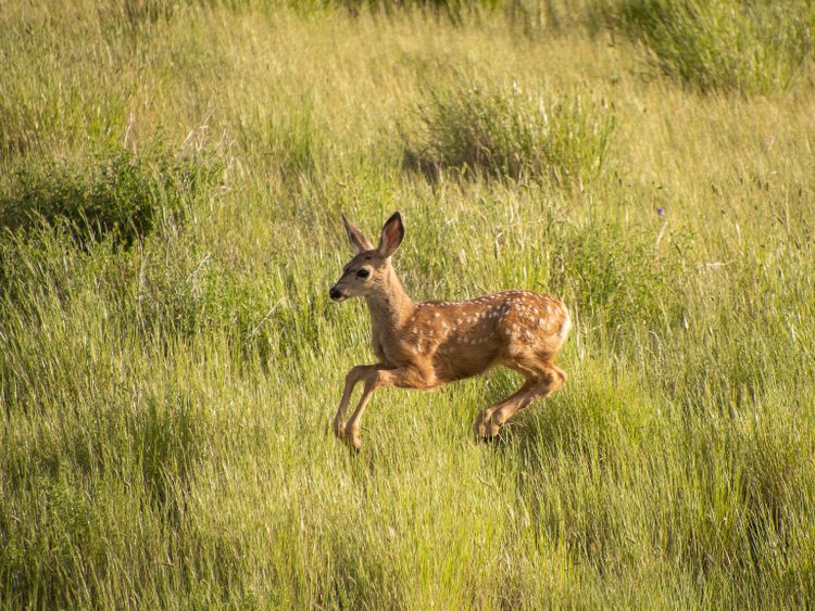 EcoWest News, June 7, 2022