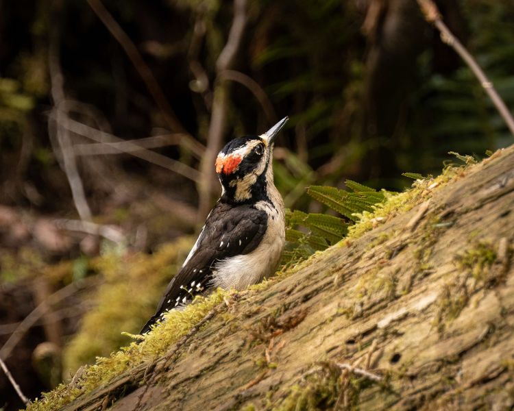 EcoWest News, July 19, 2022