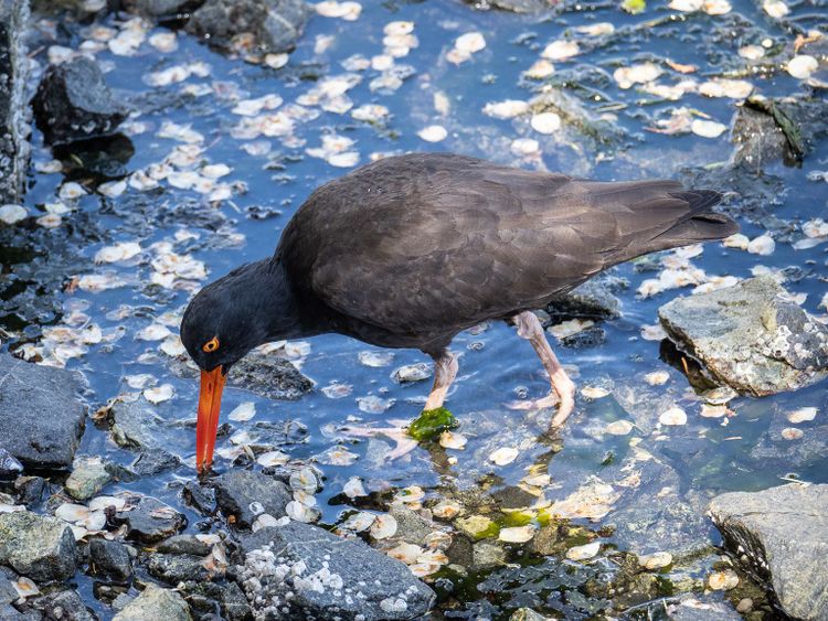 EcoWest News, July 5, 2022