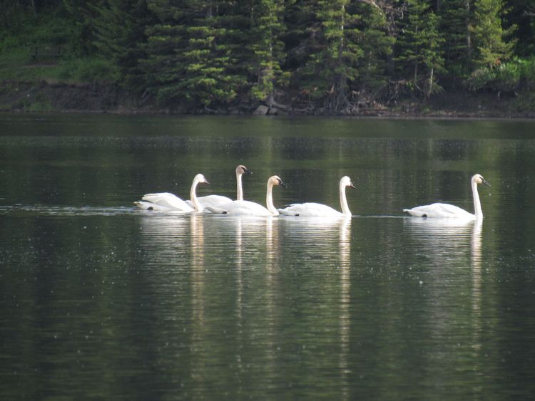Protecting Species at Risk in Waterton Biosphere Reserve