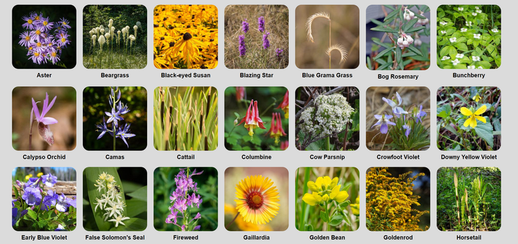 Play & Learn with Nature Companion