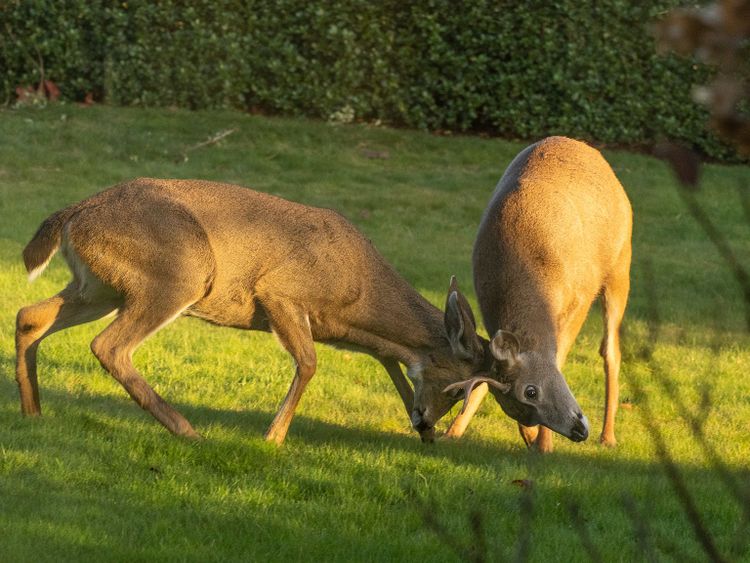 EcoWest News, November 29, 2022