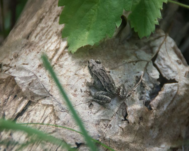 Books for Children: Forest Magic & Wise Lessons from Forest Dwellers