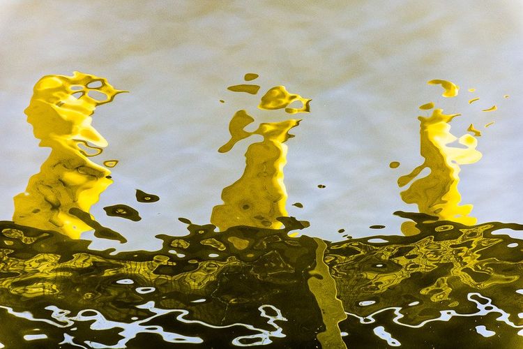 Weird & Wonderful Creatures of Western Canada