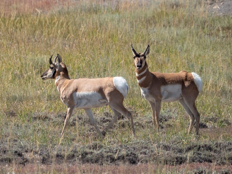 Prairie Grasslands / Les Prairies : Éco dans les Prairies