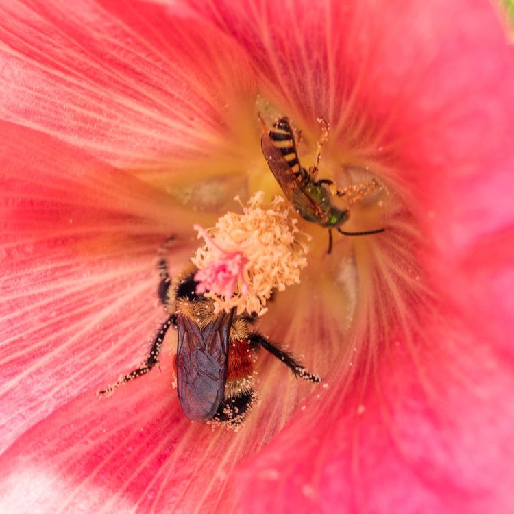 So Much We Don't Know - Alberta's Native Bees