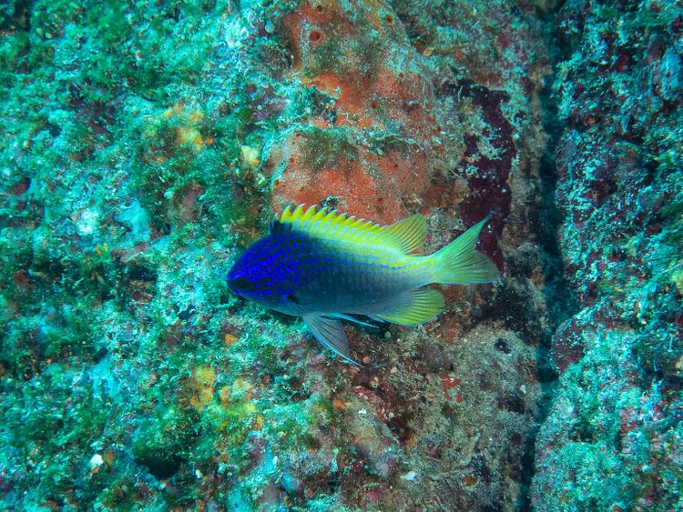 Creatures That Light Up the Dark