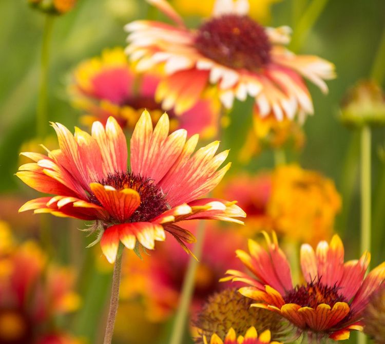 Gardens & Pollinators / Les Pollinisateurs et les Jardins: Éco dans les Prairies