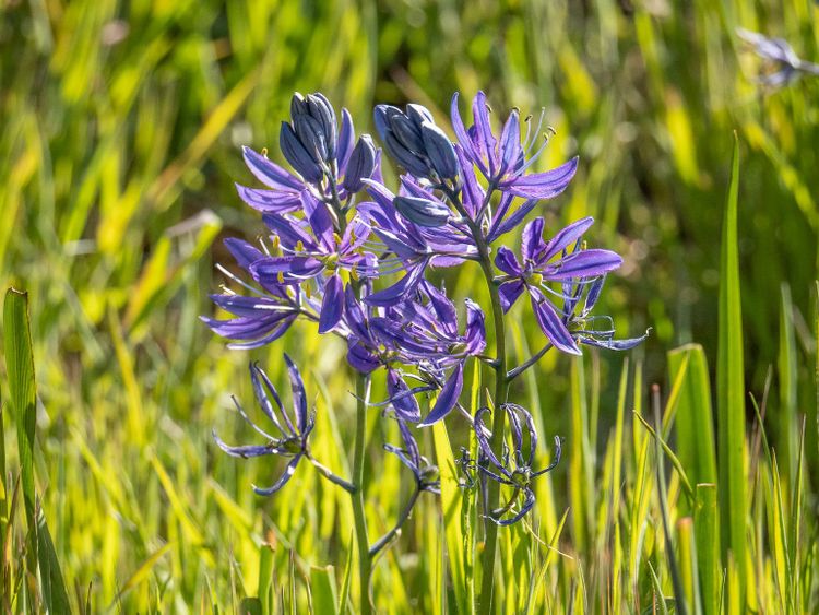 Protecting Biodiversity