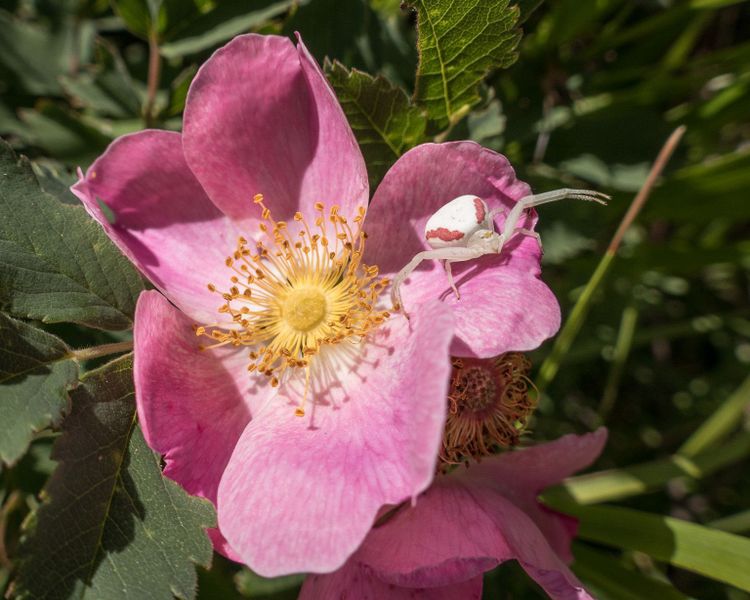 Spiders: From Crabs and Wolves to Pirates and Paradise