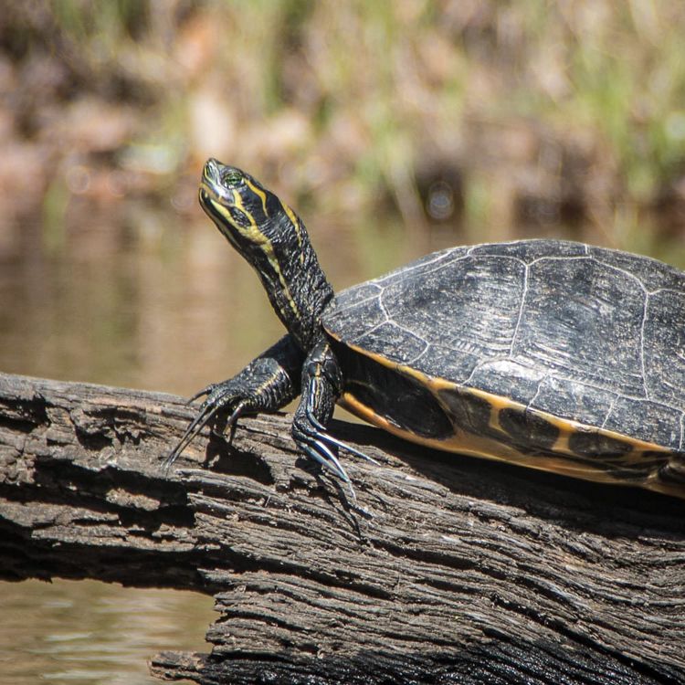 Nails, Talons & Claws