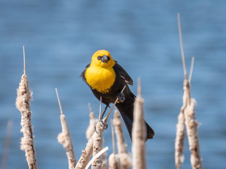 EcoWest News, April 30, 2024