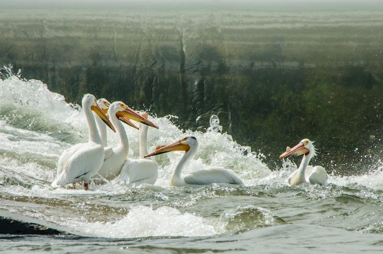 EcoWest News, April 9, 2024