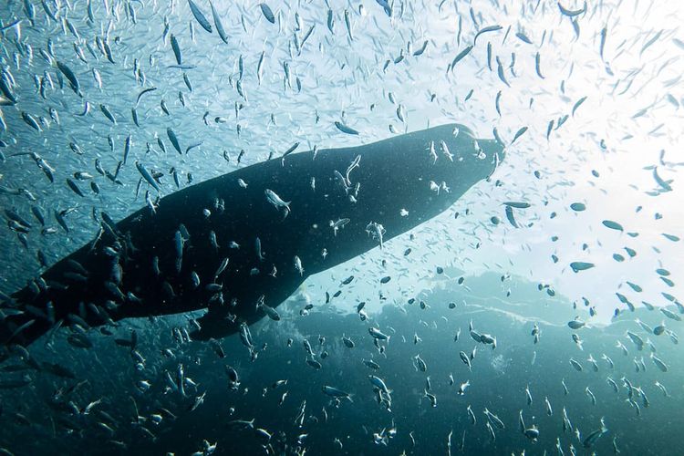 Book Review: Sing Like Fish by Amorina Kingdon